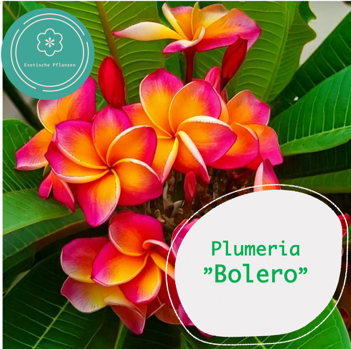 Frangipani - Pink - 2-3- Zweige - blühfähig - ca. 40cm