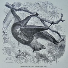 c1893 Antique Bat Print KALONG / MALAY FOX BAT Royal Natural History by Lydekker