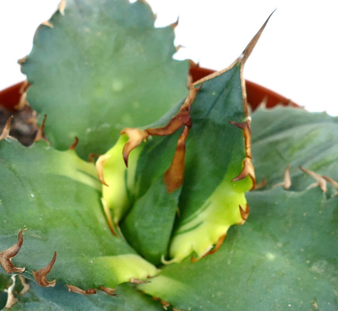 Agave titanota cv 'Banana Peel' VARIEGATED - VARIEGATA oteroi | eBay