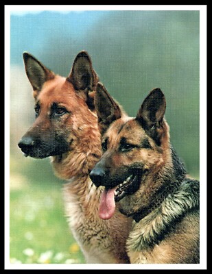 GERMAN SHEPHERD ALSATIAN TWO DOGS HEAD STUDY VINTAGE STYLE DOG ART PRINT POSTER