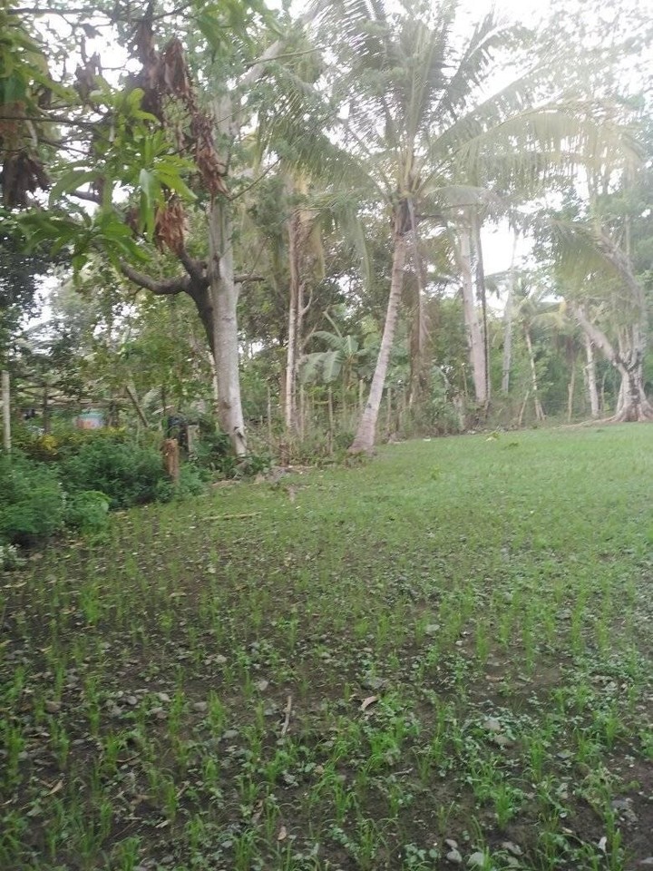 600 Square Meters FREEHOLD Title LAND for sale in the Philippines I