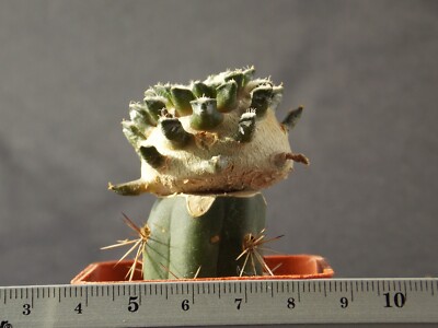 18-1124. Cactus Kotschoubeyanus VM 645, Mina, NL, Mex. (Grafted)