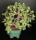 Kifu Ficus microcarpa bonsai round leaf Aerial Roots — photo 6