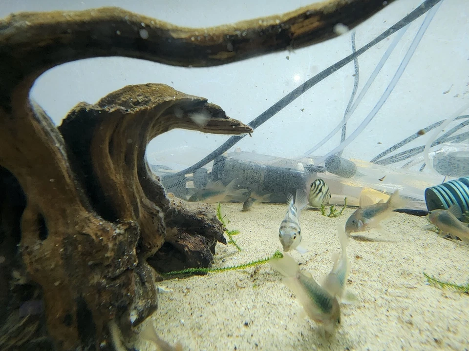 Grupo de Corydoras Esmeralda Verde Envío Gratis 2 Días Foto 4 de 4