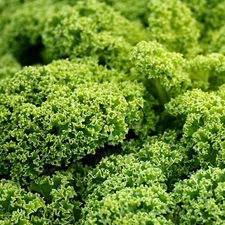 Kale Seeds, Blue Curled Scotch Heirloom, Non-GMO, Superfood, Free Shipping