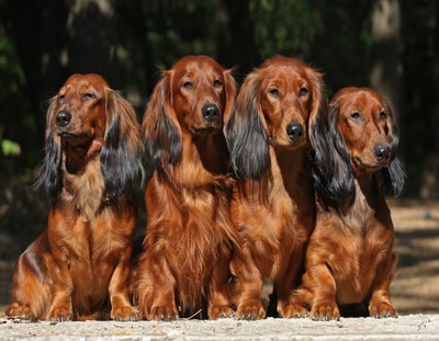 long red haired dachshund