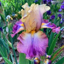 Tall Bearded Iris Rhizome "TRILLION" Elaine Bessette 1996 AWARD WINNER!