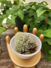 Deer Moss For Terrariums, Vivariums, And Reptile Enclosures