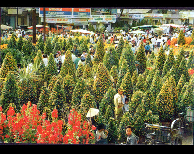 PHONG CANH DEP / SAIGON (VIETNAM) BLUMEN für TET PARTY & LEBHAFTE GESCHÄFTE