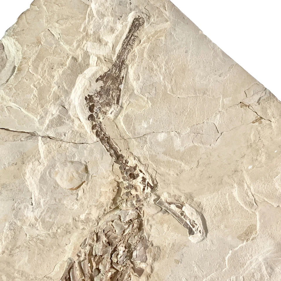 Mesosaurus tenuidens - Mesosaurier (Fossil)  - Körperachse mit ca. 72 cm Länge - Bild 4 von 4