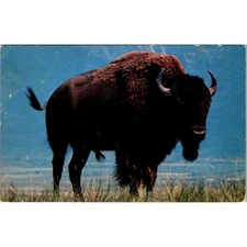 Buffalo American Bison Vintage Postcard 3.5" x 5.5"