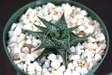 RARE ALOE DESCOINGSII exotic succulent cactus cacti agave haworthia 4" plant 
