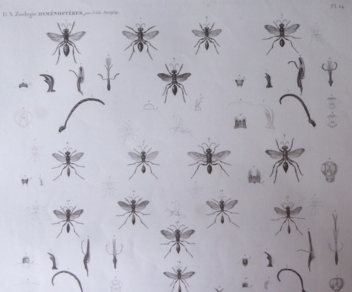 Authentic 1820's Description de l'Egypte Volume Zoologie Plate 14 - Digger Wasps - Picture 2 of 2