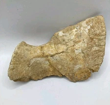 Mosasaurus Tarsal Fossil Paddle Bone Rare Dinosaur Age Specimen Collection 