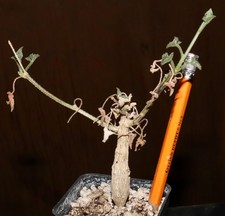 Kedrostis leloja Rare pachycaul, not Corallocarpus