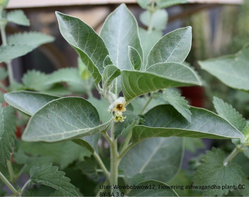 Ashwagandha Seeds Withania Somnifera Indian Ginseng Winter Cherry Ayurveda Ebay