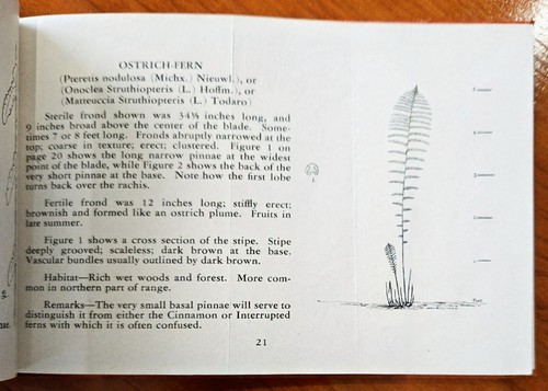 Vintage 1948 Illustrated "Revised Ferns" by Farida A. Wiley Paperback AMNH GUC - Picture 17 of 24