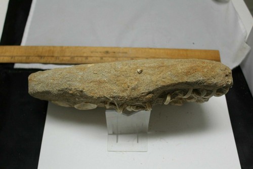 HUGE Vertebrae and Fish bones of Otodus Shark Fossil Khourigba Morocco Eocene - Picture 6 of 8