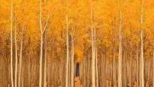 Landscape trees fall nature Custom Gaming Mat Desk