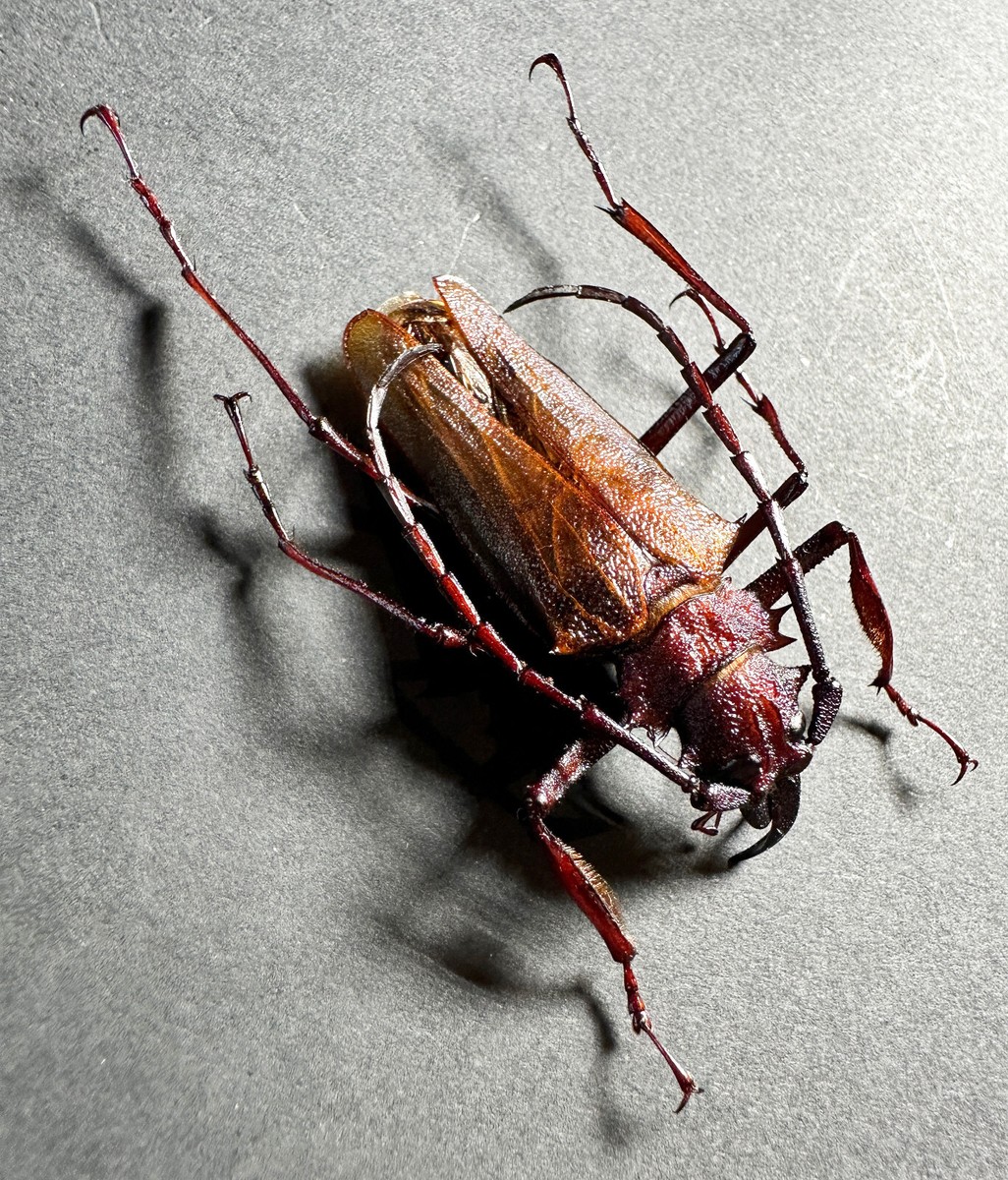 REAL Psalidognathus friendi MALE Dark Red Beetle 43mm Insect Bug