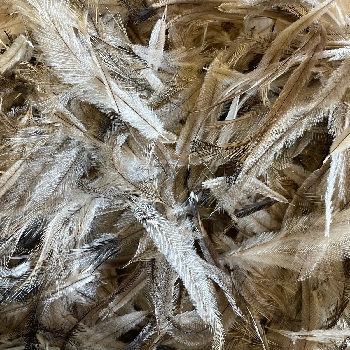 Natural 2025 feathers wholesale