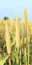 Pearl Millet Grass Seeds for Planting Ornamental Grass 300 seeds.