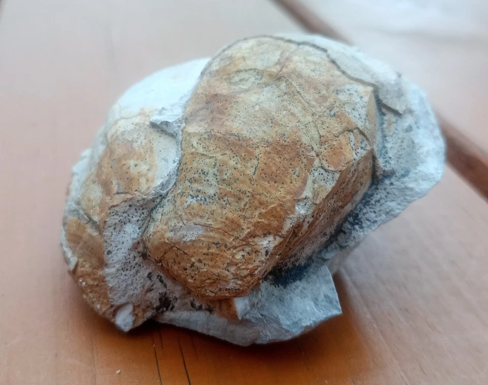 Fossil Muschel Kalkstein Jurassic Oberjura Salzgitter Salder 175g - Bild 2 von 4