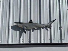 49" Blacktip Shark Half Mount Shark Replica - In Stock & Ready to Ship