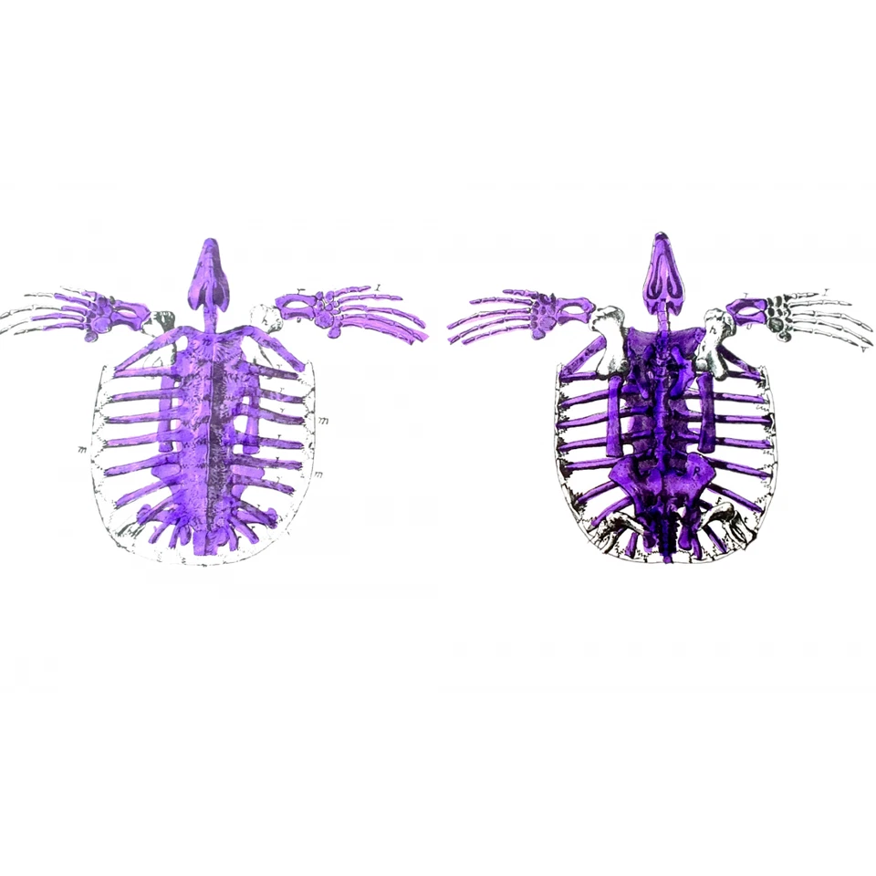 Reptil fossils Alienochelys selloumi sea turtle shell and skeleton from morocco - Image 3 of 3