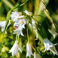 Allium triquetrum / AIl à
