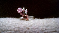 925 Silver Ring Size 9 W/ Pink And Clear Crystal Tested W/ JSP Testing Kit