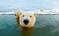 289156 Polar Bear Cute Baby Pretty Animal PRINT POSTER