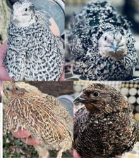 30 Jumbo Coturnix Quail Hatching Eggs mix: Pearl, Pansy, XXL White,... NPIP