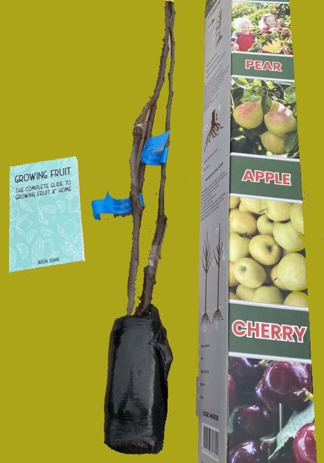 Pillar Fruit Trees 3 Apple, Cherry & Pear Garden Patio Terraces