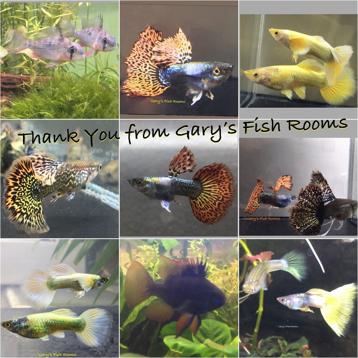 BLACKWATER Tank PACK Leaves Cones Pods Natural Tannins Pleco Dwarf