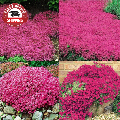 10000+ Magic Red Creeping Thyme Seeds for Planting Heirloom Seeds
