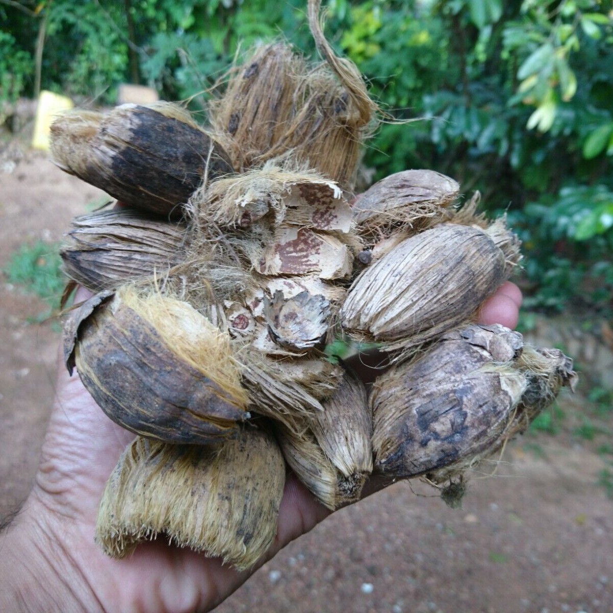 Areca Nut Husks Growing Media For Flower Pot Natural EcoFriendly From