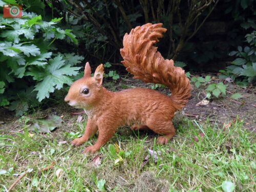 ECHTES LEBEN ROTES EICHHÖRNCHEN von Vivid Arts. GRÖSSE A. Ultra realistisch, Garten oder Zuhause  - Bild 1 von 12