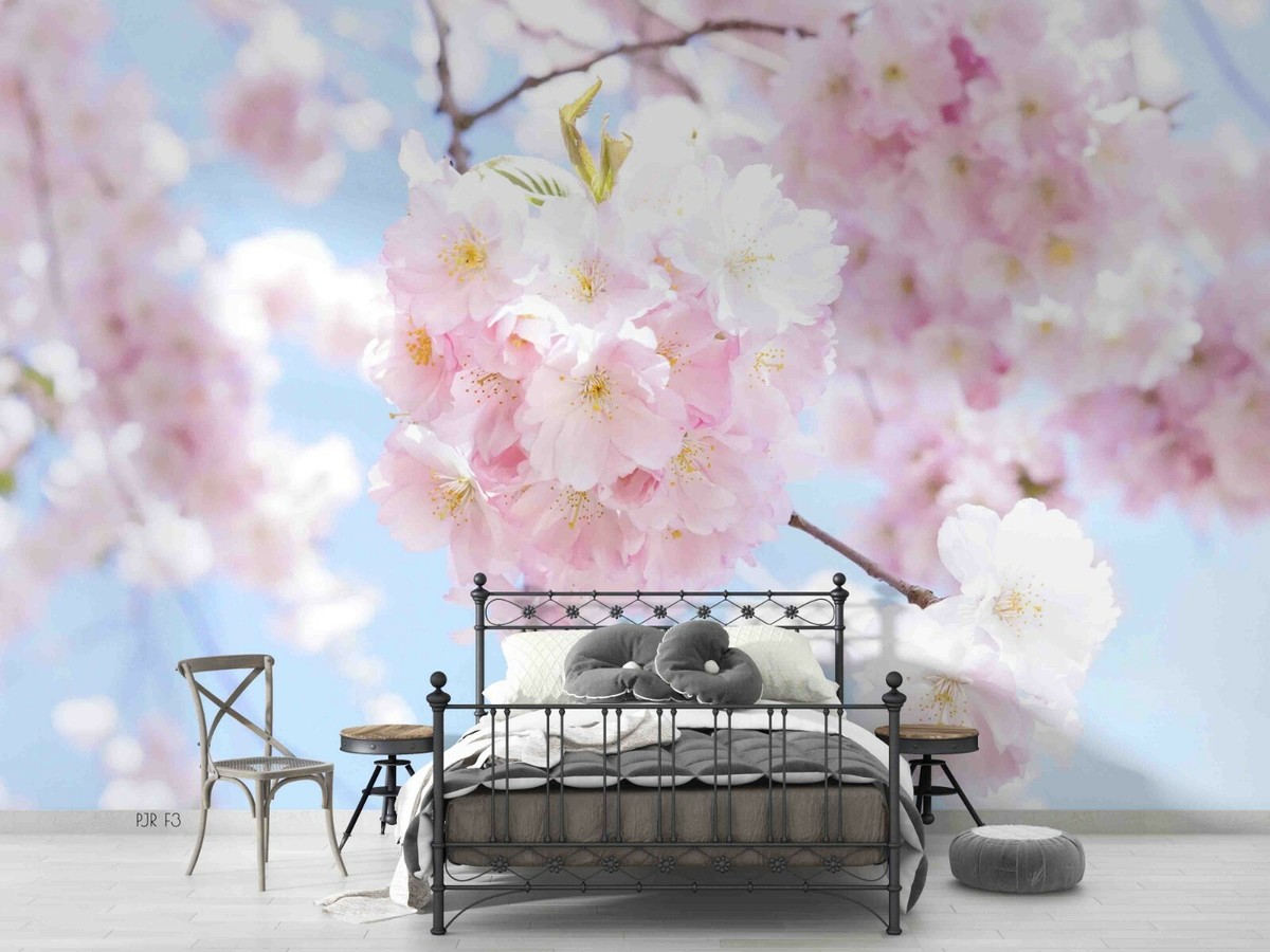 Pink Cherry Blossoms Wallpaper Wallpaper Mountains, Pink, Cherry
