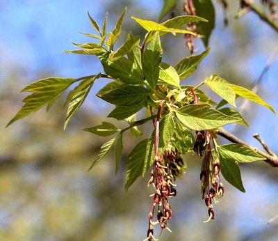 Acer negundo 50-90cm | Boxelder | Ash-leaved maple - Boxelder | Ash-leaved maple