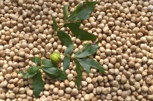 Pennsylvania Shagbark Hickory nuts/ Fall of 2025 crop / 10 pounds