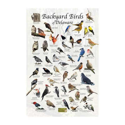 Birds of Delaware Backyard Birding Identification Print / Bird