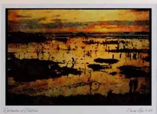 Pacific Coastlines 117029 Laminaria Sea Weed At Low Tide Pigeon Point CA Limite