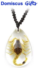 New! Real INSECT Brown SCORPION NECKLACE Teardrop Jewelry CLEAR PENDANT 