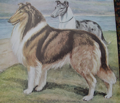 Grob beschichteter Collie glatt beschichteter Collie Hundedruck 1958