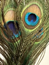 VTG Real Peacock Feathers Christmas Ornaments 4 Piece Set Beautiful Gold Decor