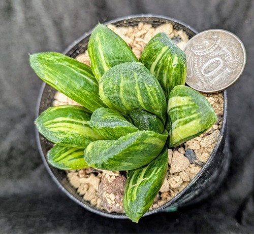 Haworthia truncata NISHIKI TERASHIYAMA VARIEGATED variegata Succulent WOW💥💥💥 - Picture 3 of 7
