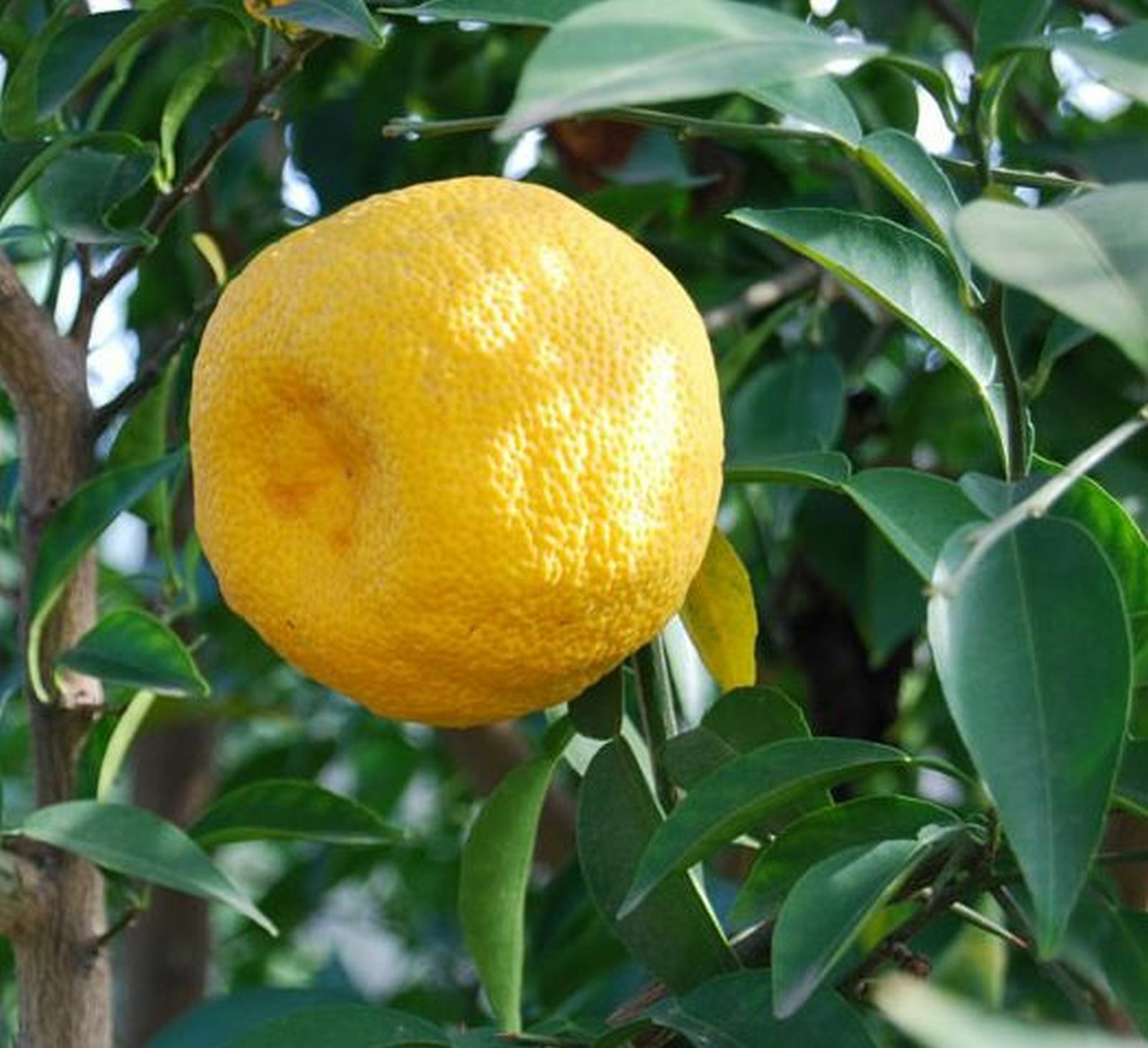 Yuzu Citrus Junos l'agrume rustique qui survit aux hivers rigoureux