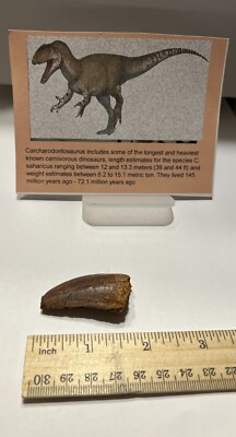 Tyrannosaurus T REX 1.75  African Carcharodontosaurus REAL FOSSIL CS 16