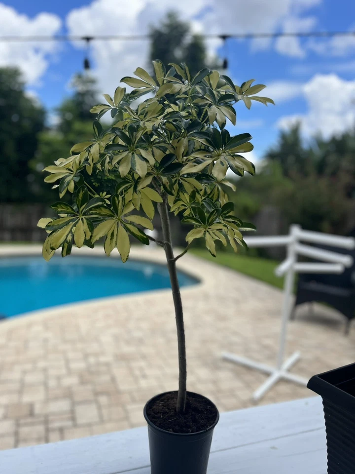 Trinette Variegated Schefflera Live Plants~Arboricola~Umbrella Topiary Plant - Image 4 of 4